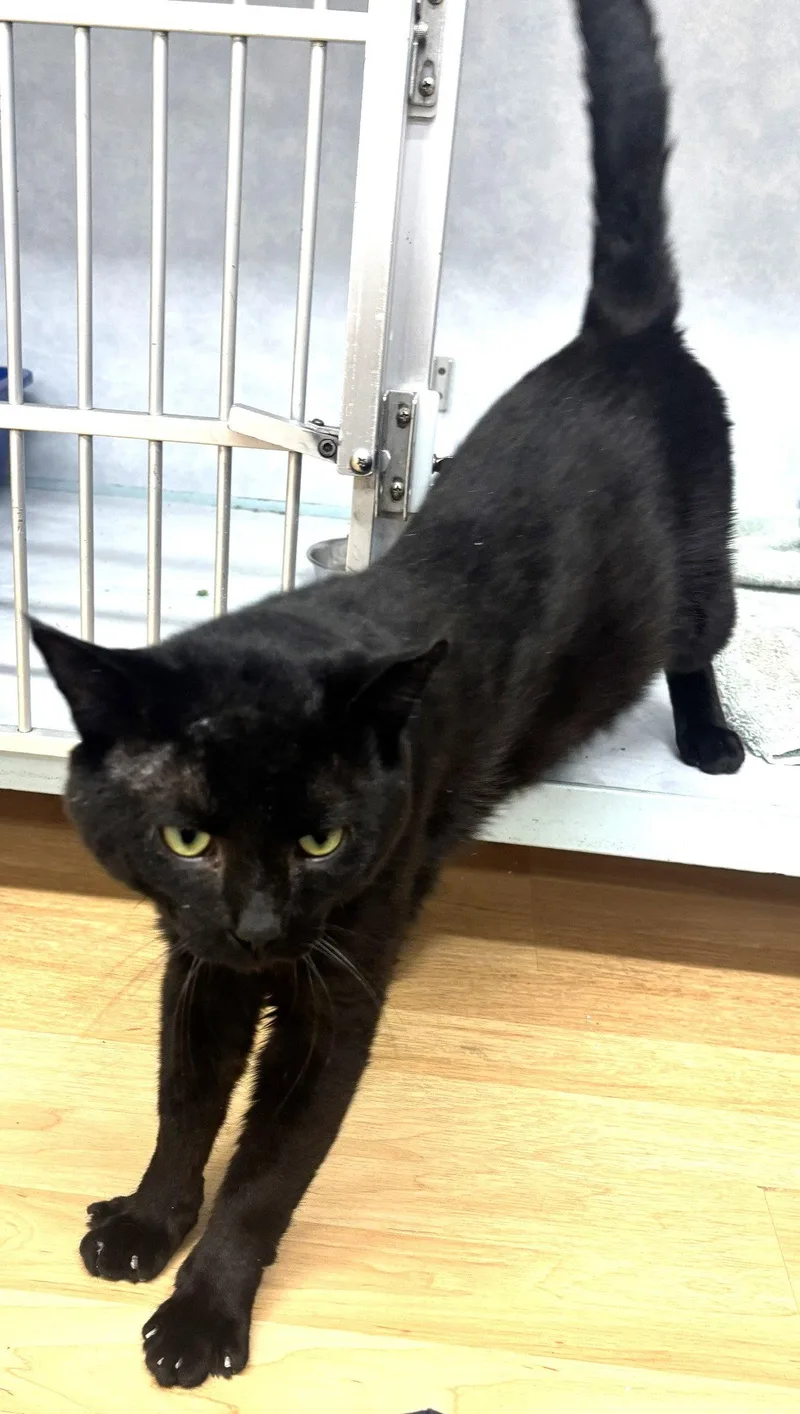 Charlie  FIV+ thumbnail 3