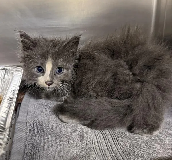 A baby small-sized female Domestic Long Hair cat named Pen  Cauldron for adoption in Lawrenceville, GA