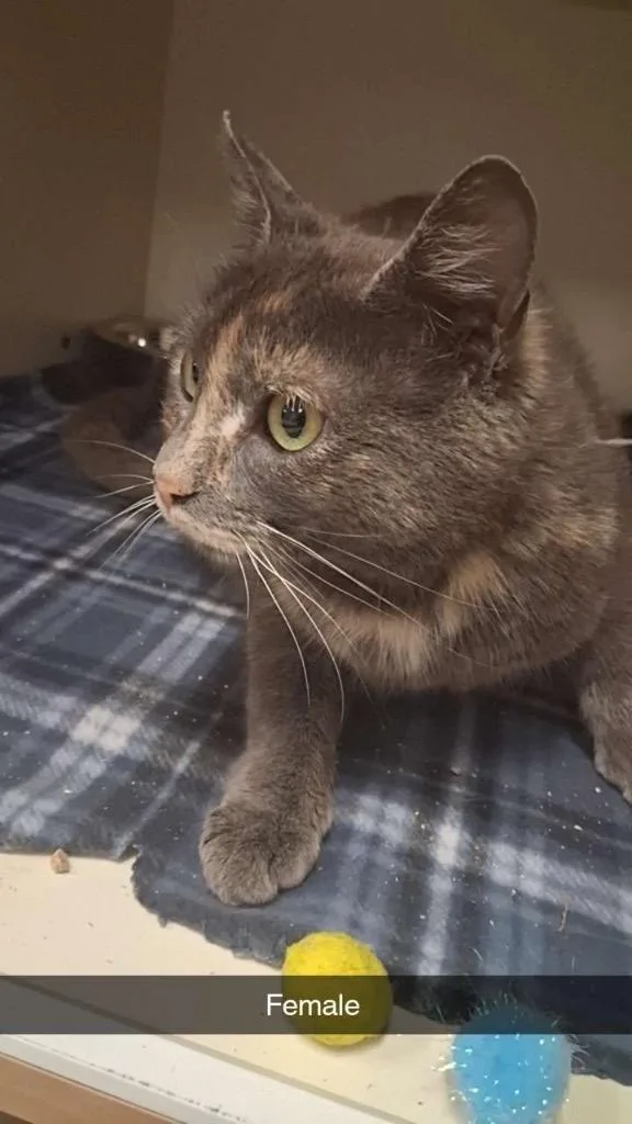 A young medium-sized female Domestic Short Hair cat named Fable for adoption in Burnsville, NC