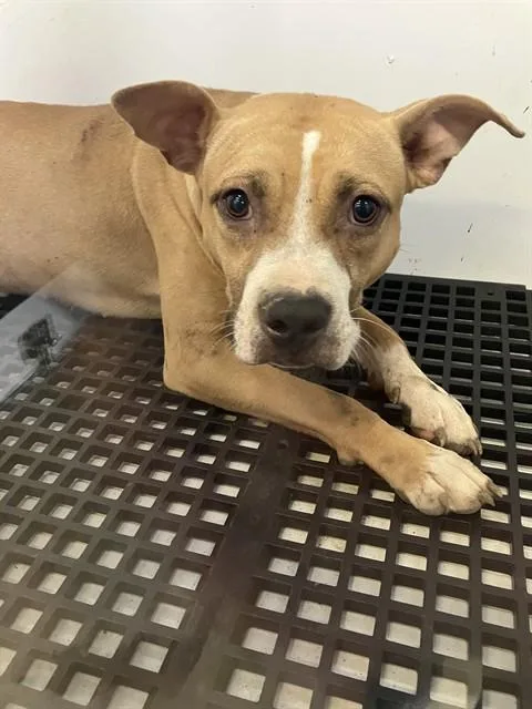 A young medium-sized male Mixed Breed dog named Jess for adoption in Dallas, TX