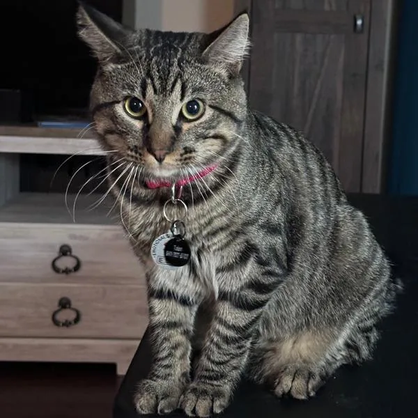 An adult large-sized male Domestic Short Hair cat named Talon for adoption in Des Moines, IA