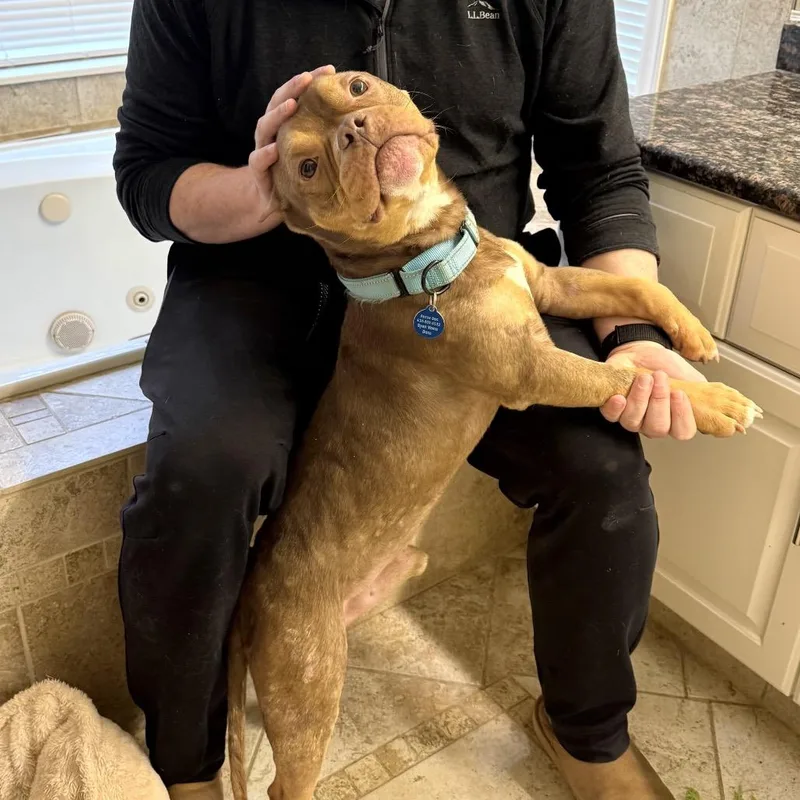 An adult medium-sized male Brown / Chocolate Pit Bull Terrier dog named Griffin for adoption in Chicago, IL