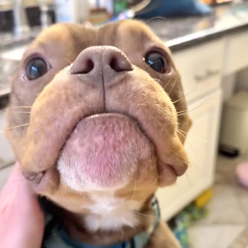 Griffin thumbnail 2