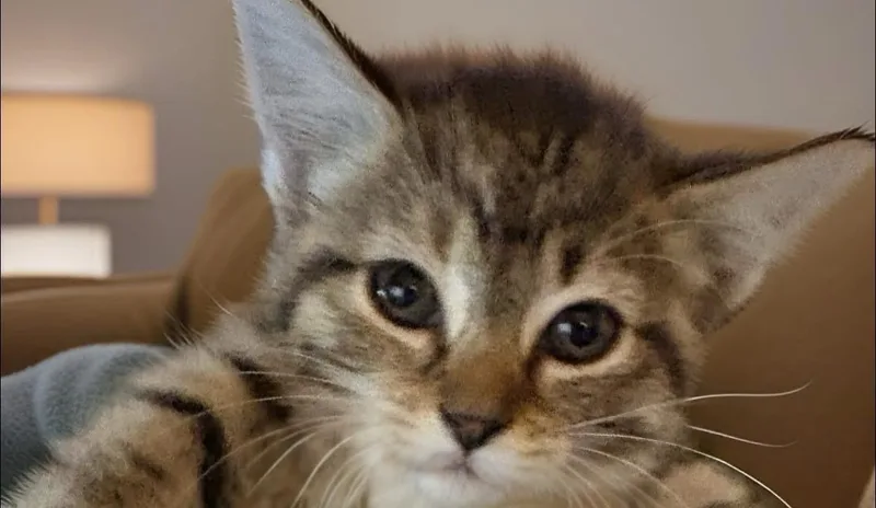 A baby medium-sized female Tabby (Brown / Chocolate) Tabby cat named Darla for adoption in Woodbury, NJ