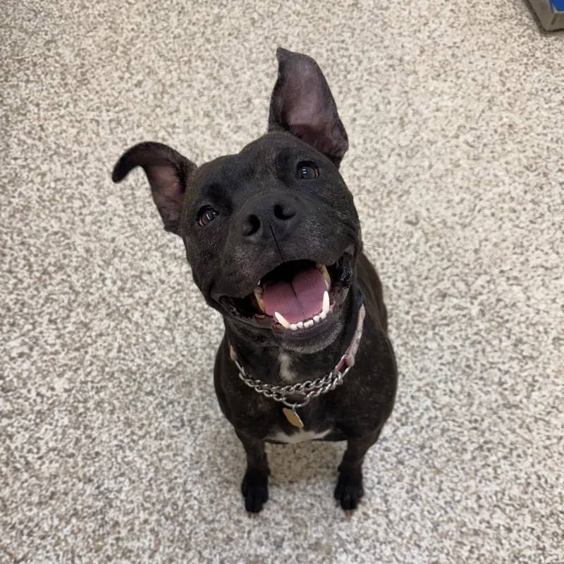 An adult medium-sized female Brindle Mixed Breed dog named Asha for adoption in Auburn, AL