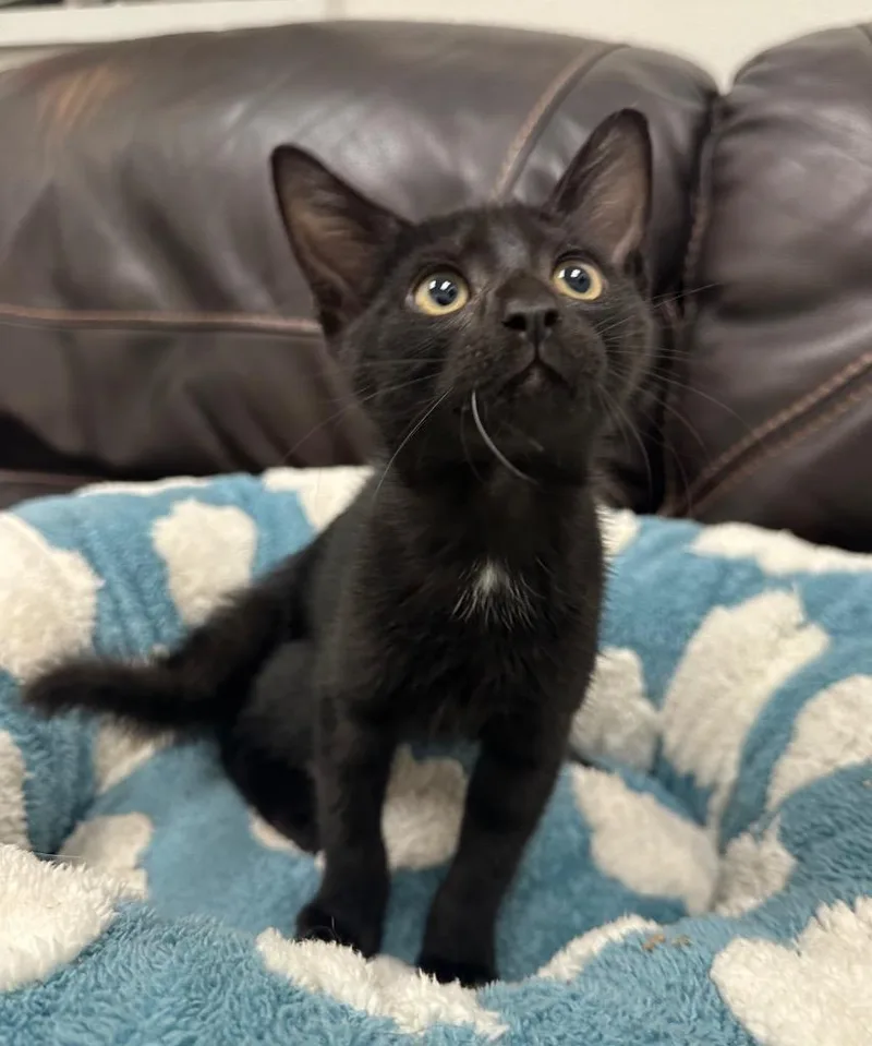 A baby small-sized male Domestic Short Hair cat named Harry for adoption in Newberg, OR