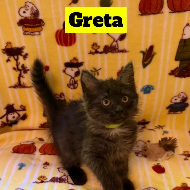 A baby small-sized female Domestic Long Hair cat named Greta for adoption in Brockton, MA