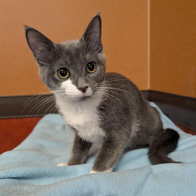 A baby small-sized female Gray & White Domestic Short Hair cat named Manatee for adoption in Rochester, MN