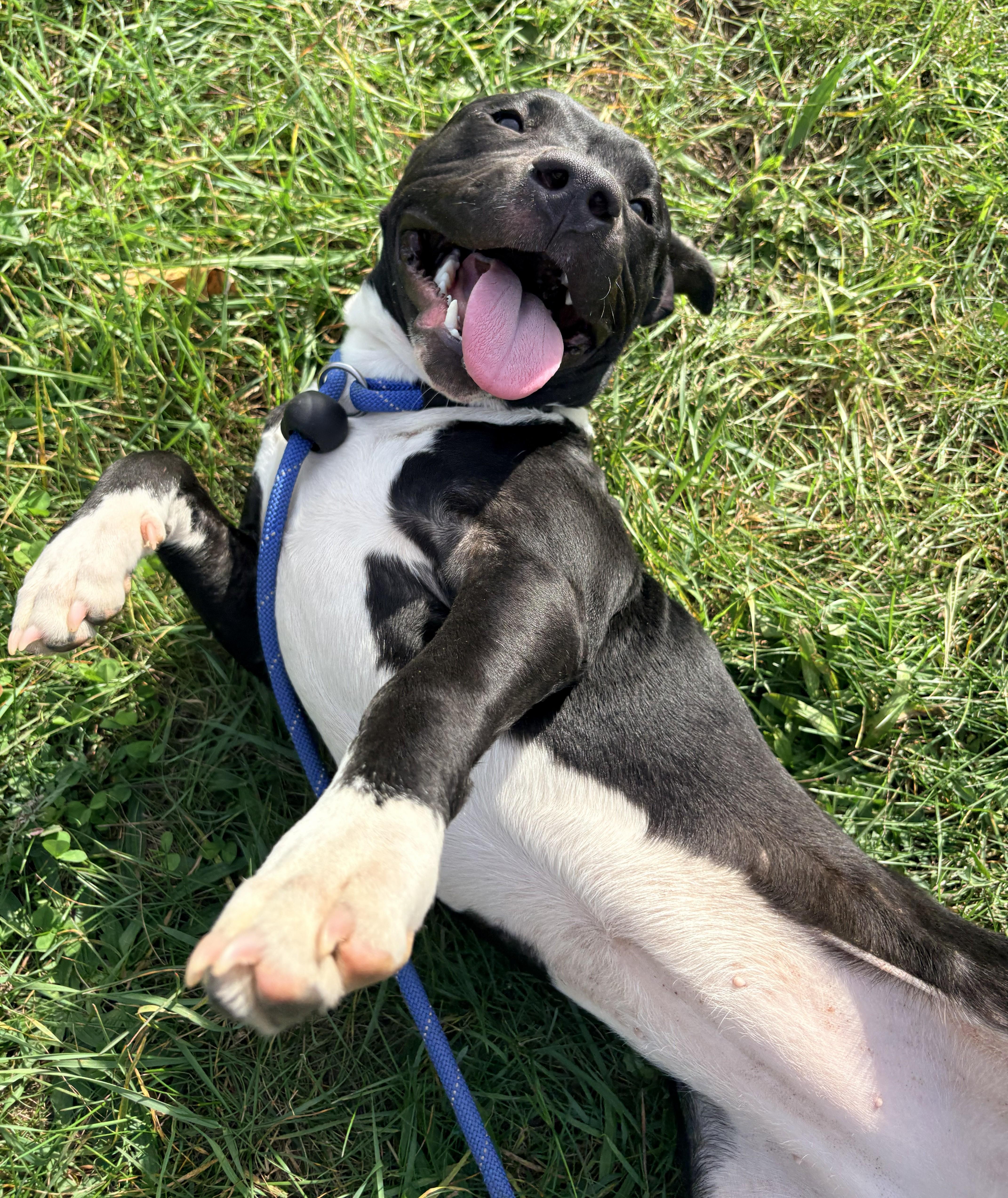 A young medium-sized female Black Pit Bull Terrier dog named Lilith for adoption in Allegan, MI