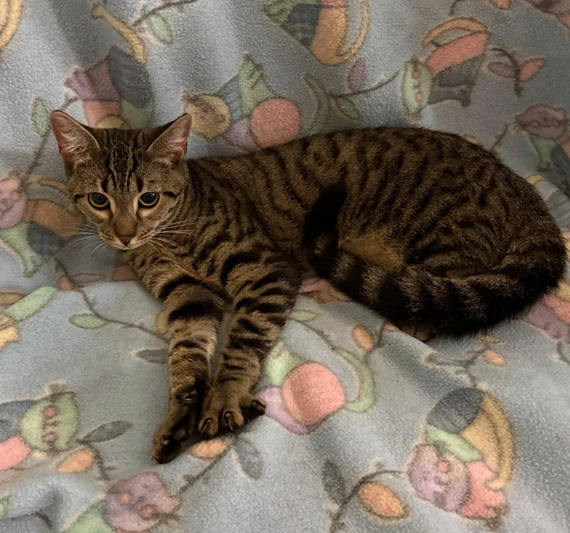 A baby medium-sized male Tabby (Brown / Chocolate) Domestic Short Hair cat named Beckett for adoption in Raleigh, NC