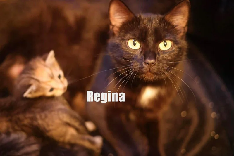 Mama Regina thumbnail 3