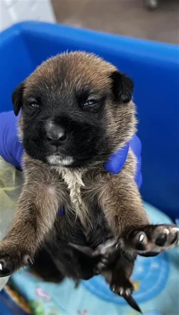 A baby large-sized male Mixed Breed dog named Bruce for adoption in Dallas, TX