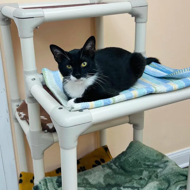 A young medium-sized male Tuxedo cat named Liam for adoption in Altoona, PA