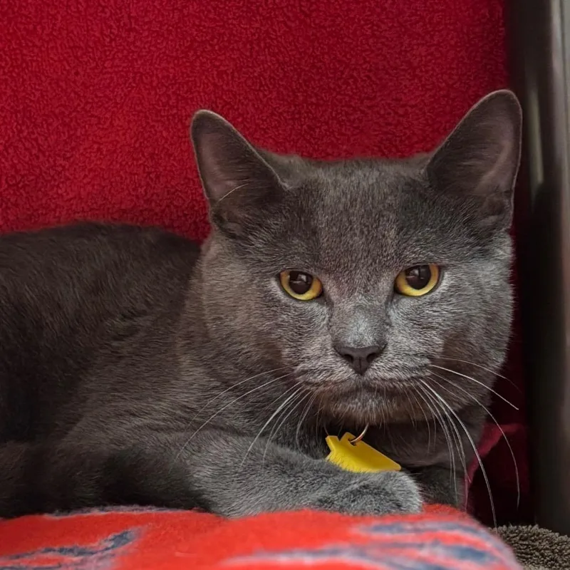 A young medium-sized male Gray / Blue / Silver Domestic Short Hair cat named Cotton Eye Joe for adoption in Springfield, MA