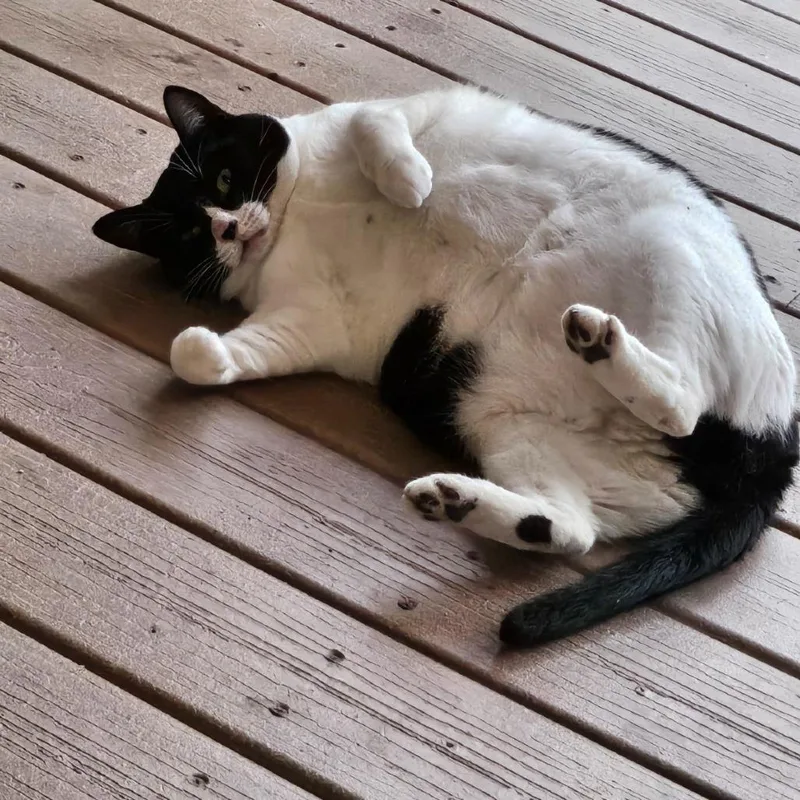 An adult large-sized female White Domestic Short Hair cat named Molly for adoption in North Augusta, SC