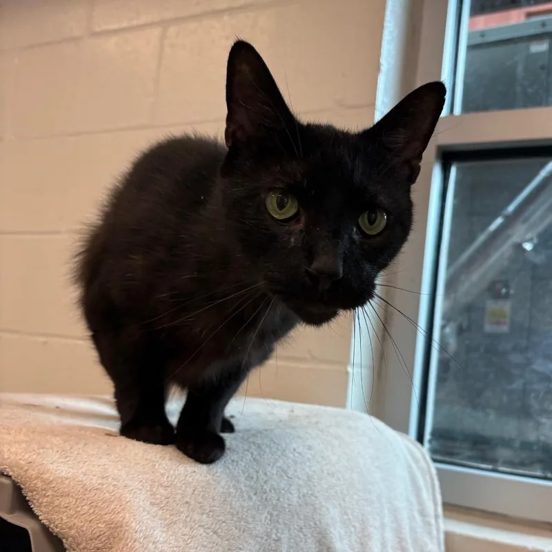 A senior large-sized male Black Domestic Short Hair cat named Solstice for adoption in Fairport, NY