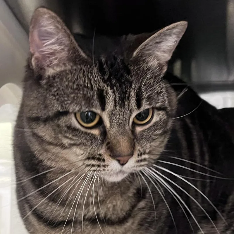 An adult small-sized female Brown / Chocolate Domestic Short Hair cat named Nova for adoption in Port Townsend, WA