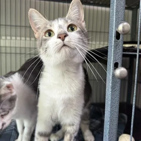 A young medium-sized female Tabby (Gray / Blue / Silver) Domestic Short Hair cat named Samara for adoption in Saranac Lake, NY