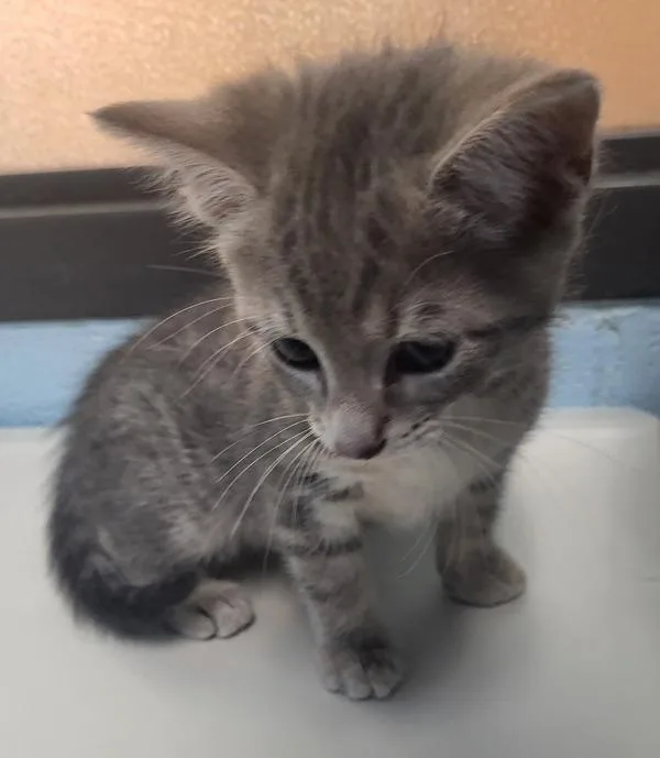 A baby small-sized female Domestic Short Hair cat named Pen  Ethel for adoption in Lawrenceville, GA