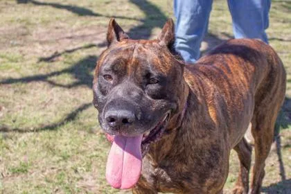 Spartacus thumbnail 2