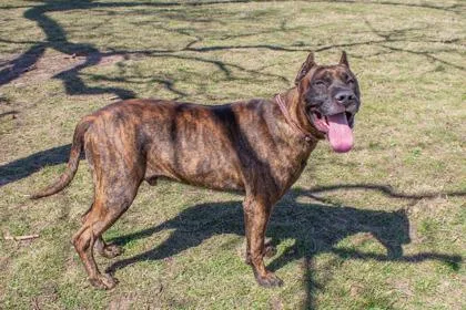 Spartacus thumbnail 3