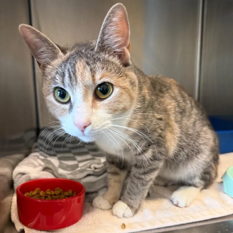 A young medium-sized female Calico Domestic Short Hair cat named Caterpillar for adoption in Concord, NH