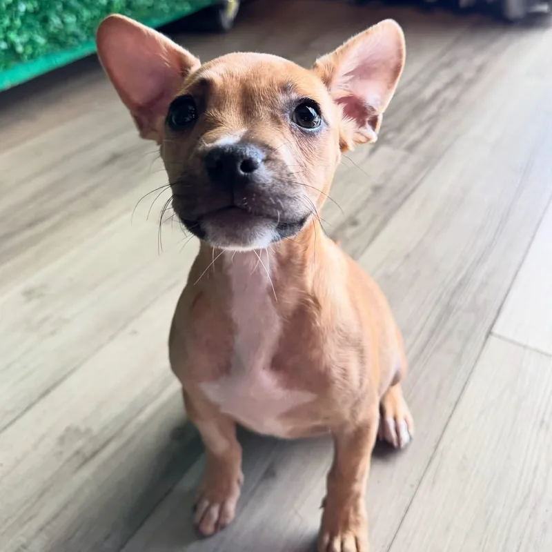 A baby medium-sized female American Bully dog named Pringle for adoption in Henderson, NV