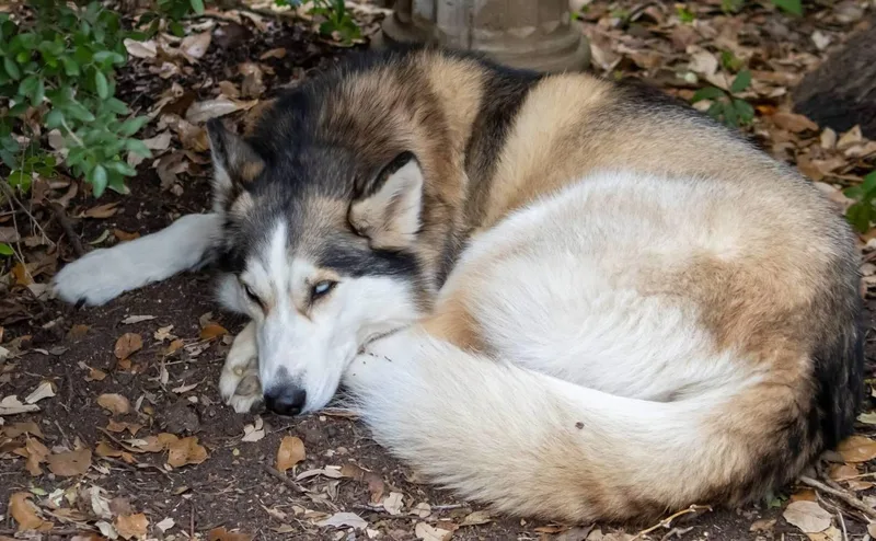 An adult medium-sized female Siberian Husky dog named Harper for adoption in Carrollton, TX