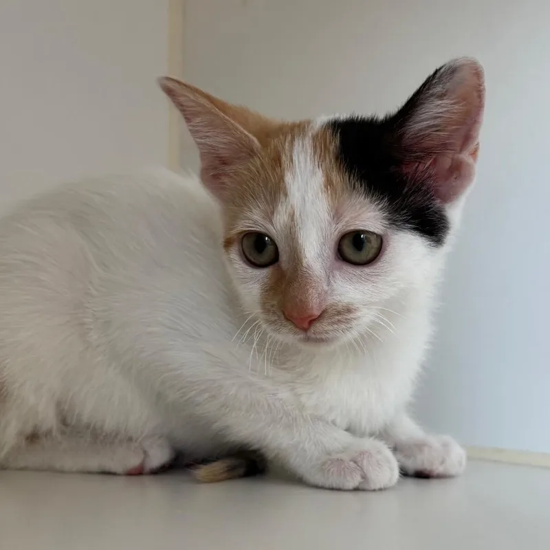 A baby small-sized female White Domestic Short Hair cat named Saturday for adoption in Naperville, IL