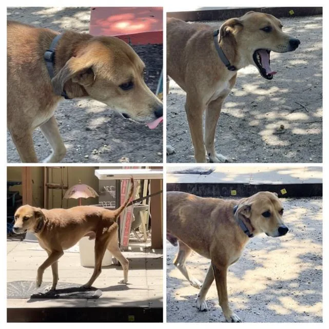 A senior large-sized male Labrador Retriever dog named Howie for adoption in San Antonio, TX