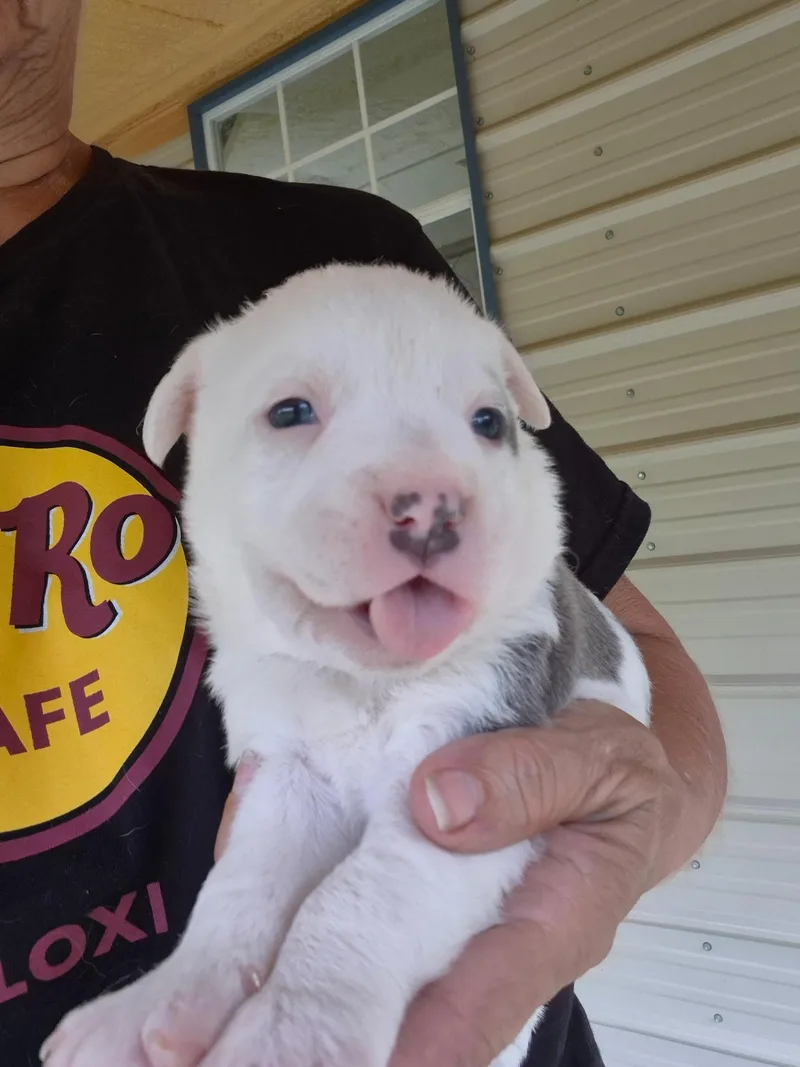 A baby medium-sized male White / Cream Border Collie dog named Owen for adoption in Livingston, TX