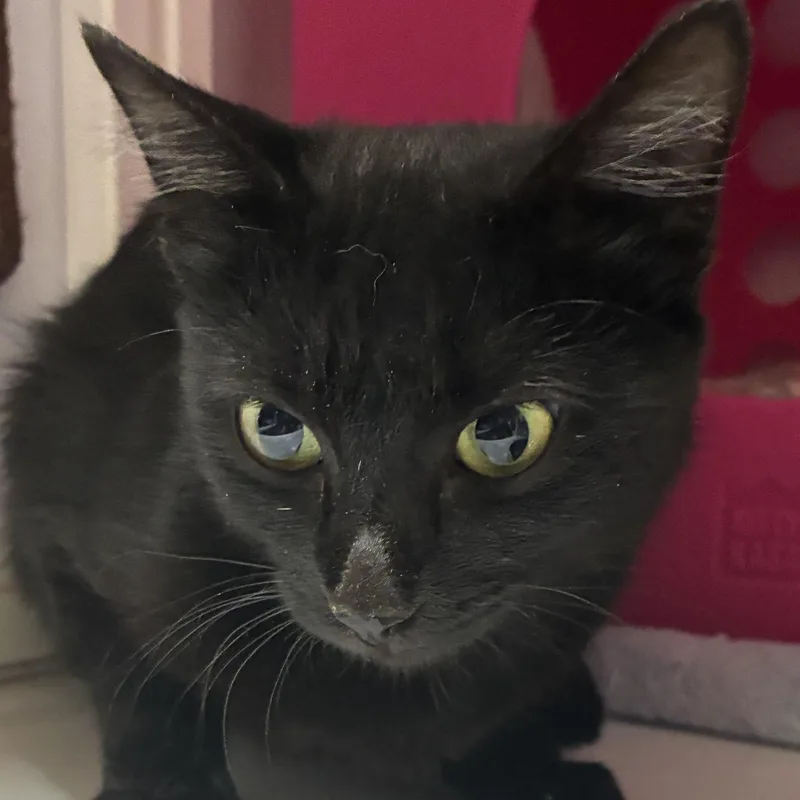 A young medium-sized female Domestic Short Hair cat named Aloy for adoption in Santa Fe, NM