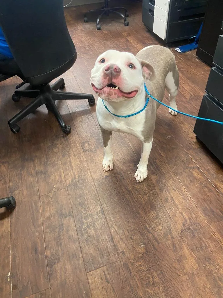 An adult large-sized male Pit Bull Terrier dog named Dog Kennel  Hercules for adoption in Greenville, TX