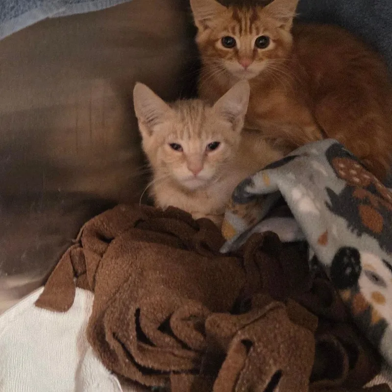A baby small-sized male Cream / Ivory Domestic Short Hair cat named Mando for adoption in Pasadena, CA