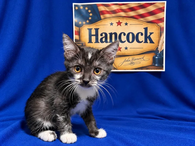 Hancock thumbnail 4