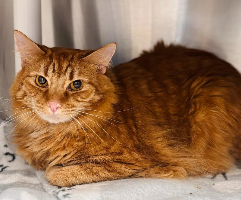 An adult medium-sized male Domestic Long Hair cat named Tiger for adoption in Madison, GA