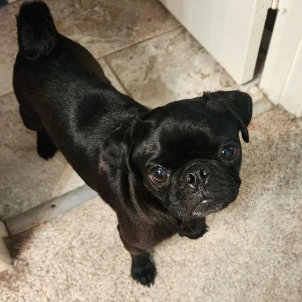 A young small-sized female Black Pug dog named Cleo for adoption in Alvin, TX