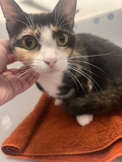 A senior small-sized female Domestic Short Hair cat named Scotland for adoption in Daytona Beach, FL