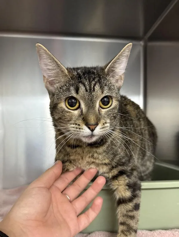 A young small-sized female Domestic Short Hair cat named Seashell for adoption in Millersville, MD