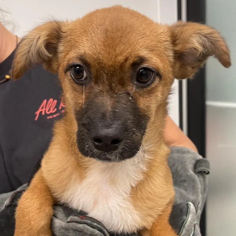A baby small-sized male Yellow / Tan / Blond / Fawn Chihuahua dog named Nix for adoption in Abilene, TX