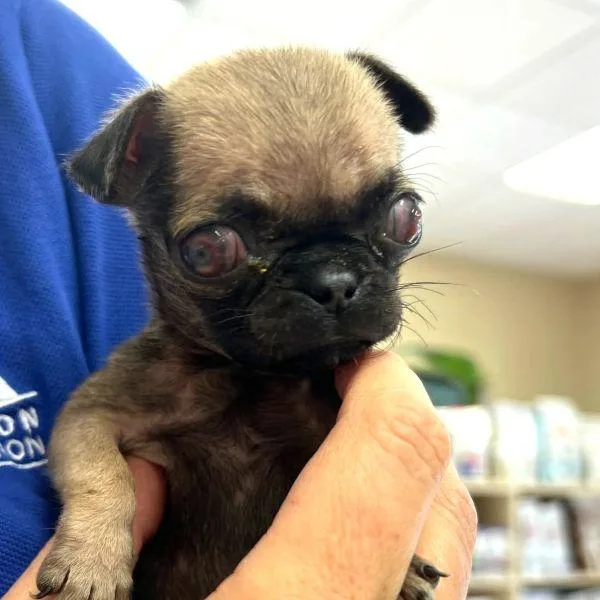 A baby small-sized female Yellow / Tan / Blond / Fawn Pug dog named Vera for adoption in Alvin, TX