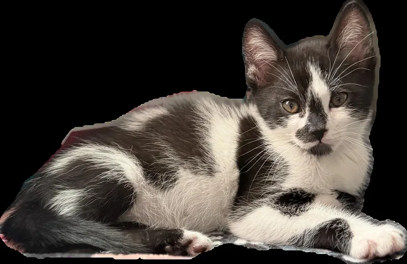 A baby medium-sized male Black & White / Tuxedo Domestic Short Hair cat named Franklin for adoption in Norco, CA