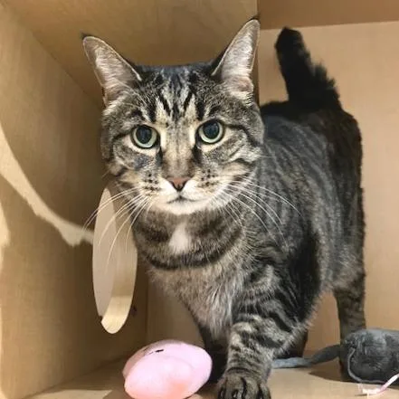 An adult large-sized female Brown / Chocolate Domestic Short Hair cat named Gurl for adoption in Washington Township, OH