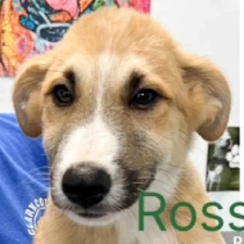 A baby medium-sized male Tricolor (Brown, Black, & White) Collie dog named Ross for adoption in Albany, NY