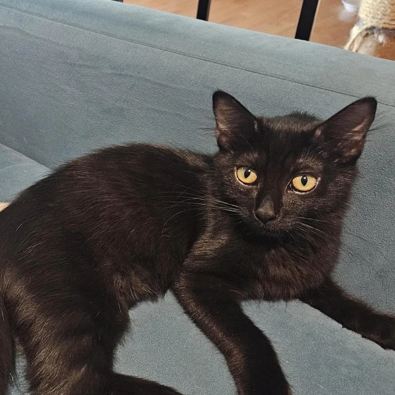 A young medium-sized female Black Domestic Short Hair cat named Crouton for adoption in Los Angeles, CA