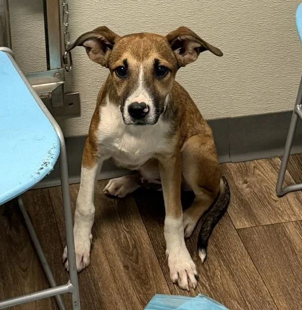 A young medium-sized male Terrier dog named Ed for adoption in San Diego, CA