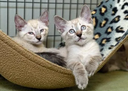 A young small-sized male Domestic Short Hair cat named Morocco for adoption in Baton Rouge, LA