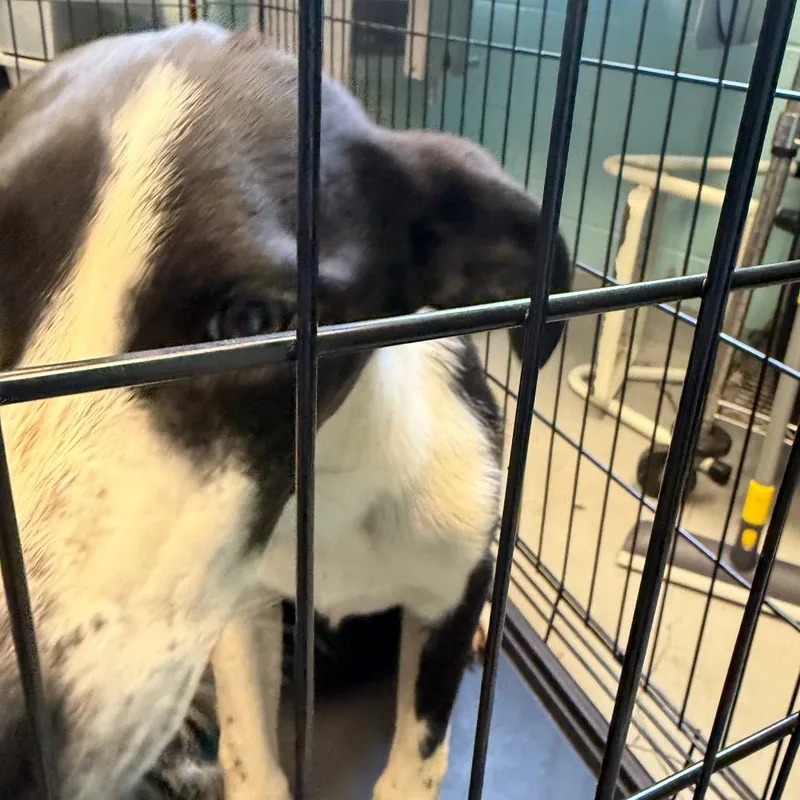 A young medium-sized female White / Cream Australian Shepherd dog named McKay for adoption in Charlottesville, VA