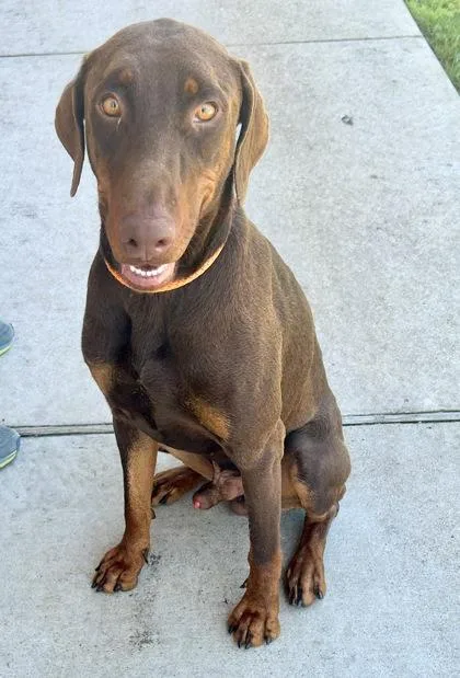 An adult large-sized male Red / Chestnut / Orange Mixed Breed dog named Gus for adoption in Georgetown, TX