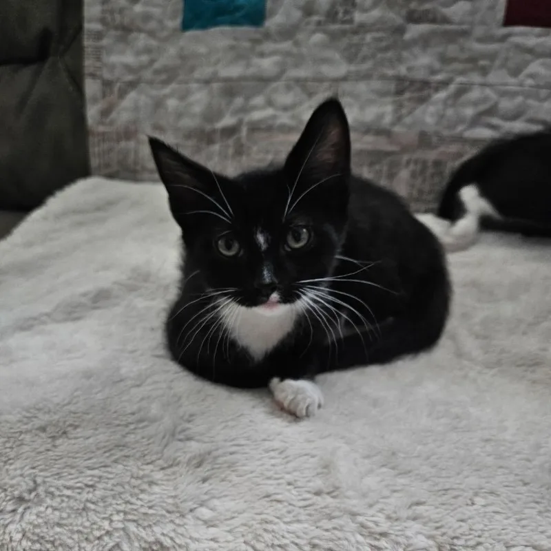 A baby small-sized male Black Domestic Short Hair cat named Romeo for adoption in Spokane, WA